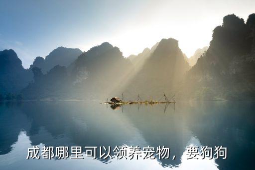 成都哪里可以領養寵物，要狗狗