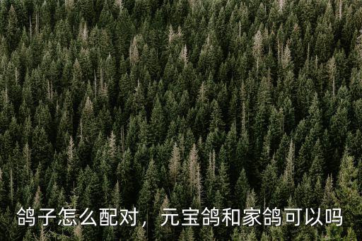 鴿子怎么配對，元寶鴿和家鴿可以嗎