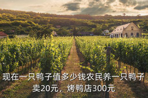 商丘鴨子多少錢一只,現在一只鴨子值多少錢