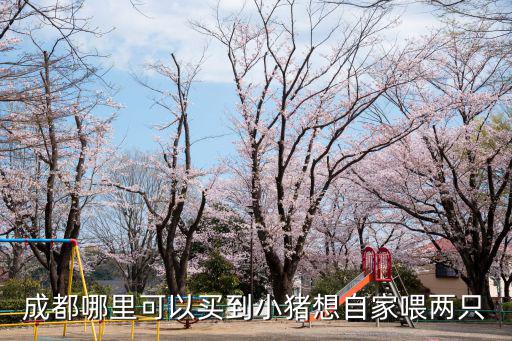 成都哪里可以買到小豬想自家喂兩只