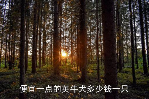新鄉英斗多少錢一只,便宜一點的英牛犬多少錢一只