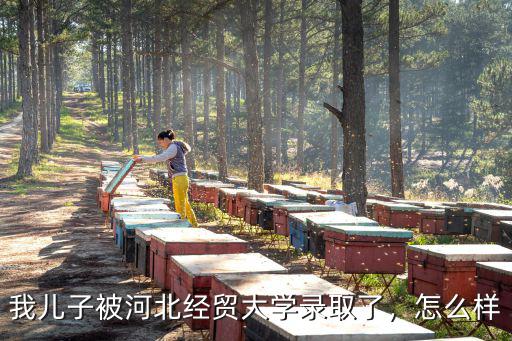 我兒子被河北經(jīng)貿(mào)大學(xué)錄取了，怎么樣