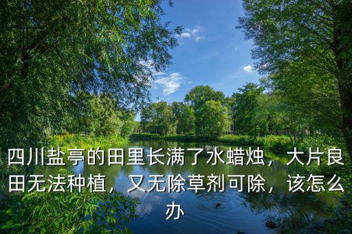 四川鹽亭的田里長滿了水蠟燭，大片良田無法種植，又無除草劑可除，該怎么辦