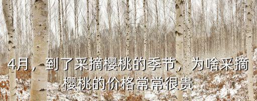 沃美采摘邢臺櫻桃多少錢一斤,現(xiàn)在大櫻桃賣多少錢一斤了