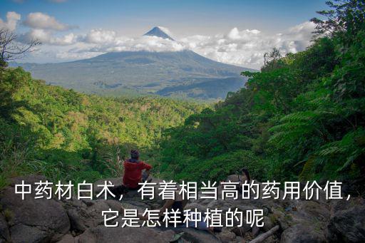 中藥材白術，有著相當高的藥用價值，它是怎樣種植的呢