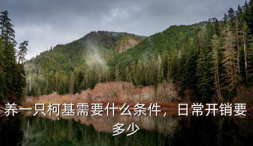 養(yǎng)一只柯基需要什么條件，日常開銷要多少