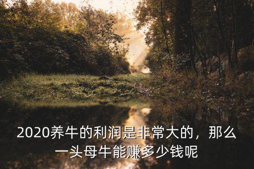 2020養(yǎng)牛的利潤(rùn)是非常大的，那么一頭母牛能賺多少錢呢