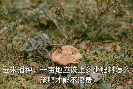 玉米地復合肥一畝地用多少,一畝地應該上多少肥料