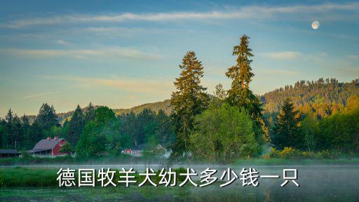 阜陽德牧幼犬多少錢一只,德牧多少錢一只