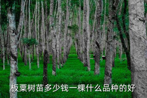 石家莊市板栗子樹苗多少錢,板粟樹苗多少錢一棵