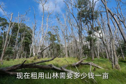 現(xiàn)在租用山林需要多少錢一畝