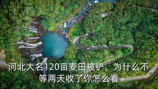 河北大名120畝麥田被鏟，為什么不等兩天收了你怎么看