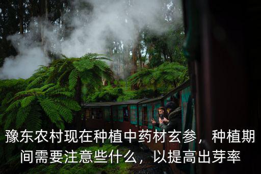 湖北玄參種子要怎么種植,豫東農(nóng)村現(xiàn)在種植中藥材玄參