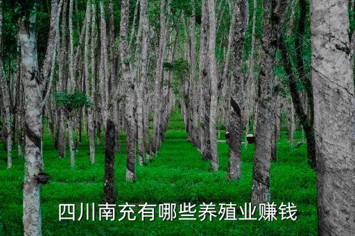 南充哪里種高粱,現(xiàn)在哪里還有種植高粱