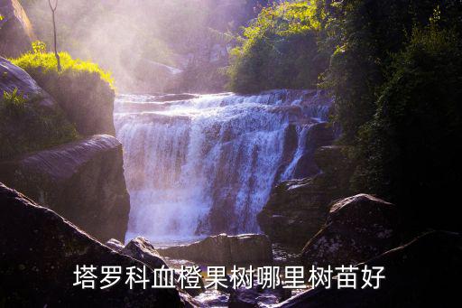 四川資陽(yáng)果樹(shù)苗在哪里,塔羅科血橙果樹(shù)哪里樹(shù)苗好