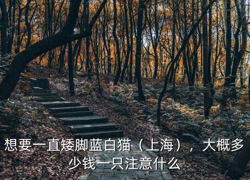 蕪湖矮腳貓多少錢一只,短腿貓多少錢一只