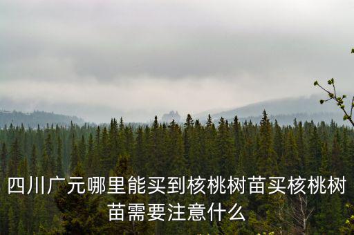四川哪里出核桃,四川廣元哪里能買到核桃樹苗