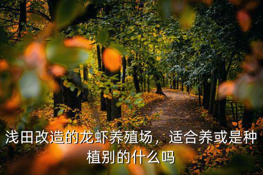 遂寧哪里有養(yǎng)龍蝦的養(yǎng)殖戶,淺田改造的龍蝦養(yǎng)殖場