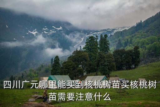 四川哪里有薄殼核桃苗,四川廣元哪里能買到核桃樹苗