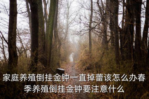 家庭養(yǎng)殖倒掛金鐘一直掉蕾該怎么辦春季養(yǎng)殖倒掛金鐘要注意什么