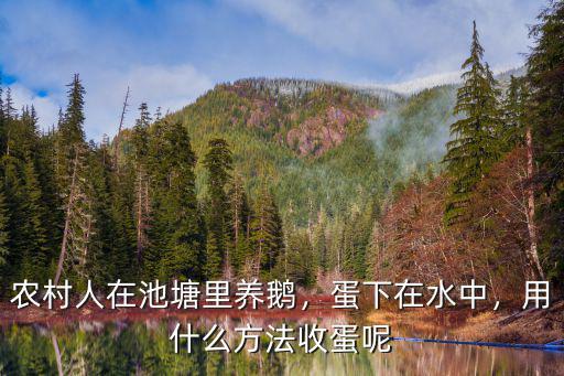 廣元哪里在收鵝,還有哪里收鵝
