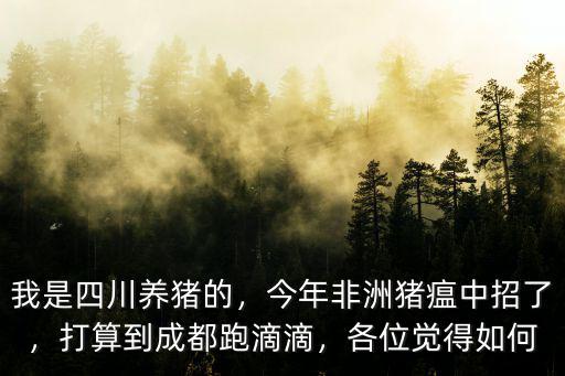 成都哪里可以養豬,成都哪里可以買到小豬