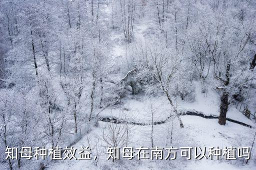亳州種知母每畝產(chǎn)量多少,知母產(chǎn)量如何