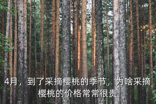 秦皇島櫻桃采摘多少錢一斤,果園采摘櫻桃15塊一斤
