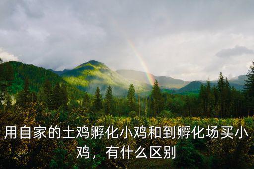 平頂山哪里有小雞孵化廠,孵化小雞有多大利潤(rùn)呢