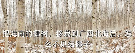 海南椰子怎么運到河南,怎么不見結椰子