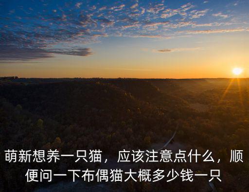 萌新想養(yǎng)一只貓，應(yīng)該注意點(diǎn)什么，順便問一下布偶貓大概多少錢一只