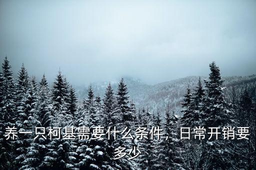 養一只柯基需要什么條件，日常開銷要多少