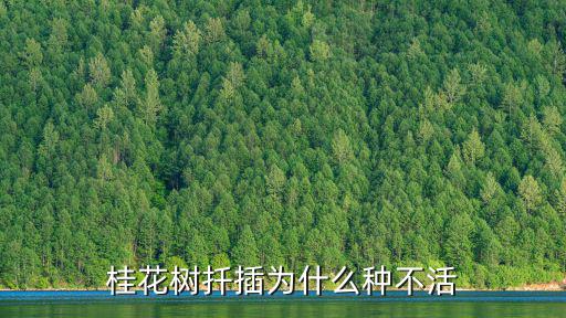 桂花樹(shù)在開(kāi)封怎么不活,桂花樹(shù)怎么養(yǎng)