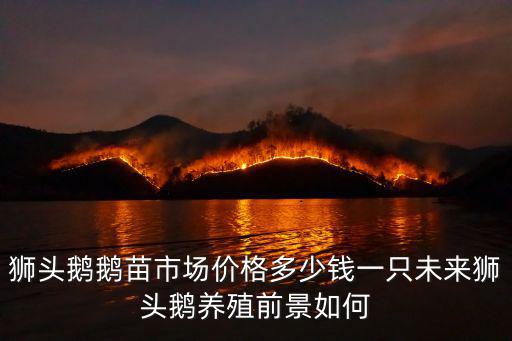 新鄉獅頭鵝苗多少錢一只,一只鵝有多少利潤