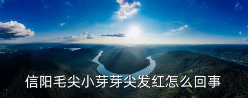 信陽紅茶是怎么回事,信陽紅茶研發有什么意義