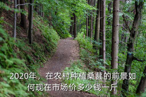 2020年，在農村種植桑葚的前景如何現在市場價多少錢一斤