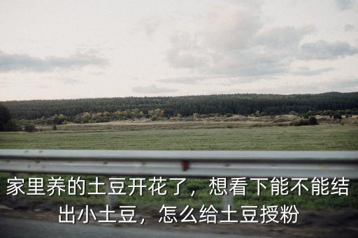 恩施土豆怎么采收,怎么給土豆授粉