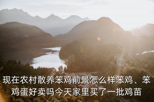 現在農村散養笨雞前景怎么樣笨雞、笨雞蛋好賣嗎今天家里買了一批雞苗
