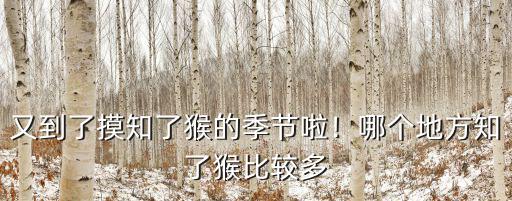 又到了摸知了猴的季節(jié)啦！哪個地方知了猴比較多