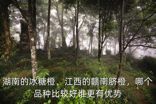 湖南的冰糖橙、江西的贛南臍橙，哪個(gè)品種比較好誰更有優(yōu)勢(shì)