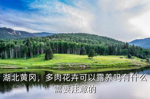 湖北黃岡，多肉花卉可以露養嗎有什么需要注意的