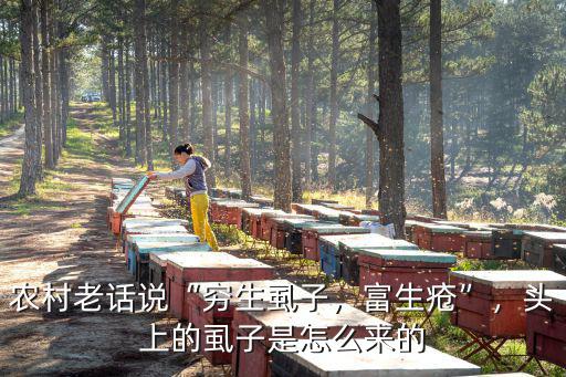 農村老話說“窮生虱子，富生瘡”，頭上的虱子是怎么來的
