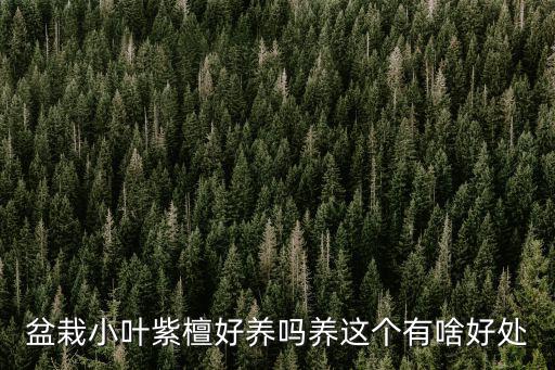 盆栽小葉紫檀好養(yǎng)嗎養(yǎng)這個(gè)有啥好處