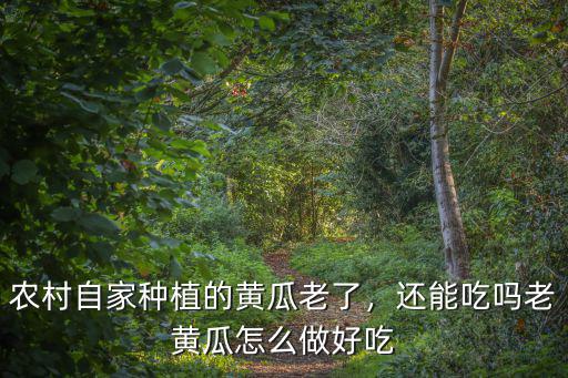 農村自家種植的黃瓜老了，還能吃嗎老黃瓜怎么做好吃