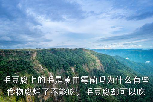 毛豆腐上的毛是黃曲霉菌嗎為什么有些食物腐爛了不能吃，毛豆腐卻可以吃