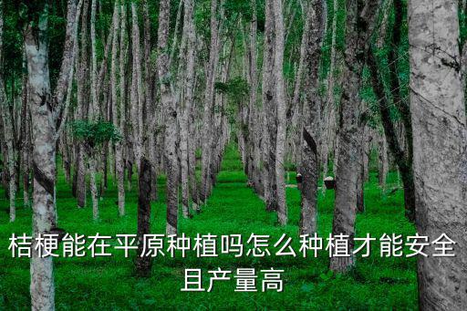 桔梗能在平原種植嗎怎么種植才能安全且產量高