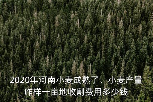 2020年河南小麥成熟了，小麥產量咋樣一畝地收割費用多少錢