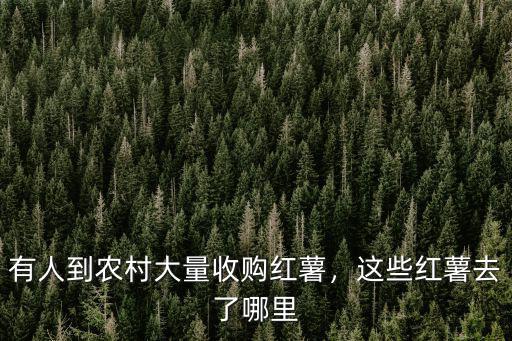 有人到農(nóng)村大量收購紅薯，這些紅薯去了哪里