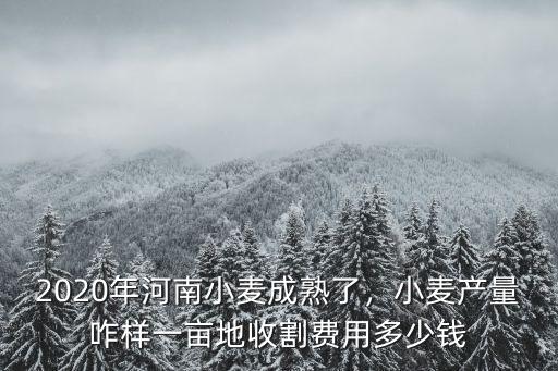 2020年河南小麥成熟了，小麥產量咋樣一畝地收割費用多少錢