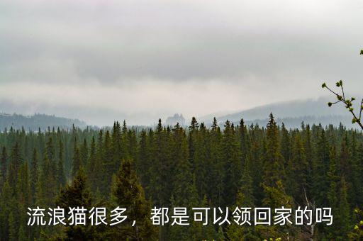 流浪貓很多，都是可以領(lǐng)回家的嗎